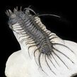 Large, Spiny Quadrops Trilobite - Great Preparation #44450-6